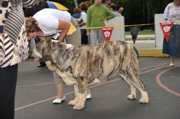 Hortensia de el Agostadero - Open class females, The Cup of Pro Pac 2009, Noginsk, 07.06.09 
Keywords: 2009 cortedemadrid