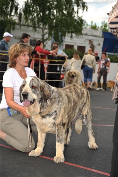 Hortensia de el Agostadero: - Open class females, The Cup of Pro Pac 2009, Noginsk, 07.06.09 
Keywords: 2009 cortedemadrid