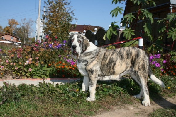 Hortensie del Agostadero 6,5 months
Keywords: cortedemadrid