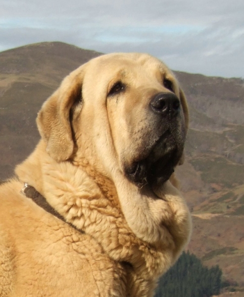 IKER DE FONTEFERRA
IKER, GRAN SEMENTAL
Keywords: iker head portrait cabeza