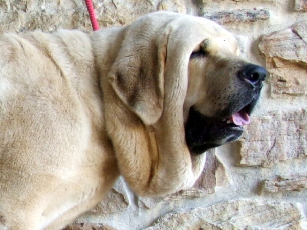 IKER DE FONTEFERRA
MASTIN MACHO
Keywords: iker duelos head portrait cabeza