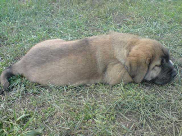 Cachorra de Barrieros
Keywords: barrieros