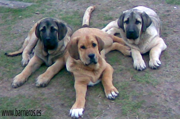 Cachorros de Barrieros
Keywords: barrieros