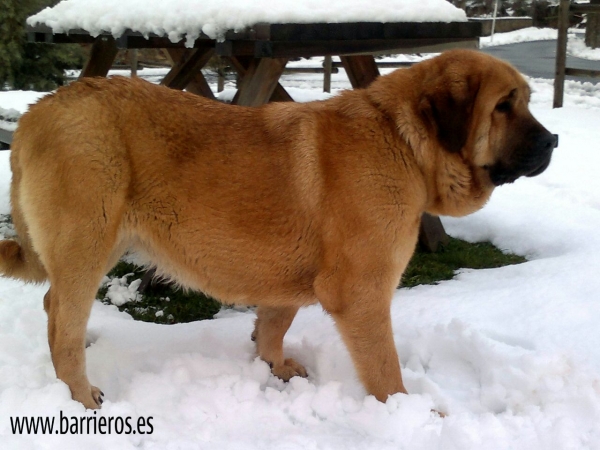 PERLA DE BARRIEROS
Keywords: barrieros snow nieve