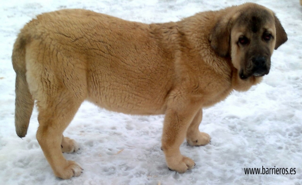 CACHORRO DE BARRIEROS
Keywords: BARRIEROS snow nieve