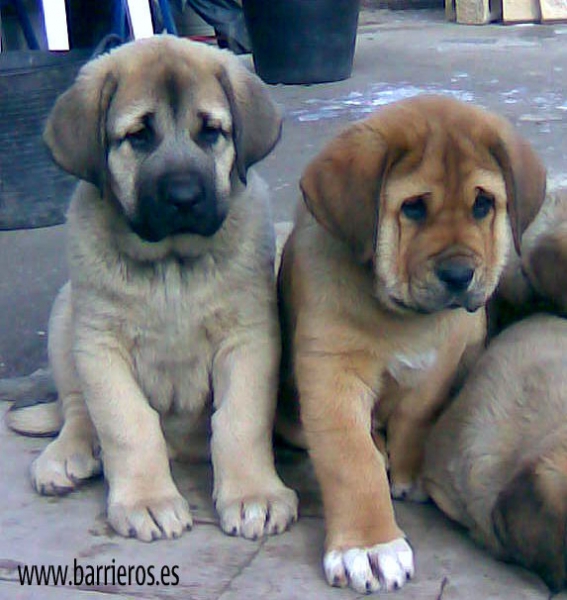 Cachorros de Barrieros
Keywords: barrieros