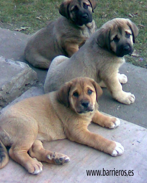 CACHORROS DE BARRIEROS
Keywords: BARRIEROS