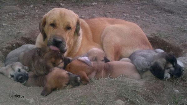 Mastines barrieros
Cachorros barrieros
Keywords: puppyspain barrieros