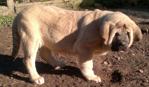 Mastines Barrieros
Cachorra de Barrieros
Keywords: barrieros