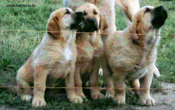 Cachorros de Barrieros
Keywords: barrieros