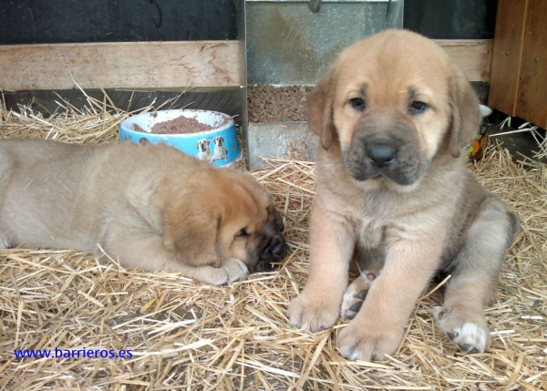 Cachorros de Barrieros
Keywords: barrieros