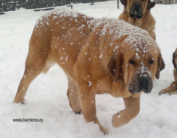 Hembra de Barrieros
Keywords: barrieros snow nieve