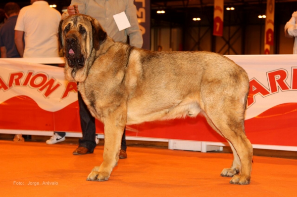 Jaque del Monte Vizcayo 31/01/2013
(Varro del Molino de la Roma x Lezna). Excelente 3º exposición Madrid mayo 2014.
Keywords: monte 2014