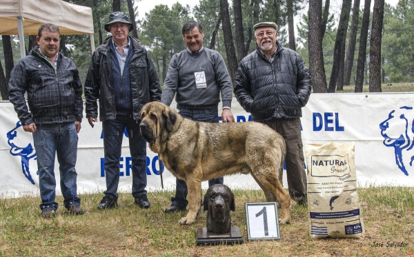 Jaque del Monte Vizcayo, Bis Riopar mayo 2014
Mejor ejemplar de la exposición.
Keywords: monte 2014