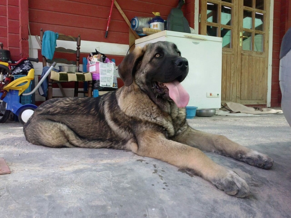 Hijo de Apolo y Tina con 5 meses
Keywords: carrascoy