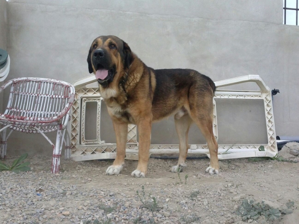 Apolo de Irelorma (Golfo de Arasanz x Vella de Irelorma)
Bisnieto de Catón de Campollano
Keywords: Carrascoy