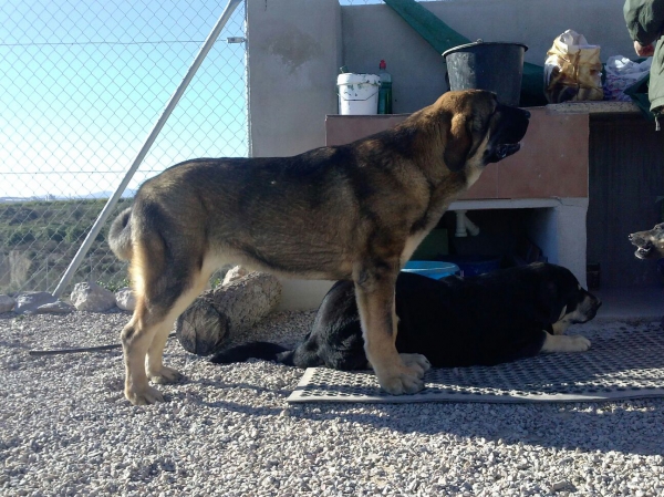 Brisa de Macicandu con 6 meses (Picaro de Albricias x Loba de Macicandu)
Keywords: carrascoy