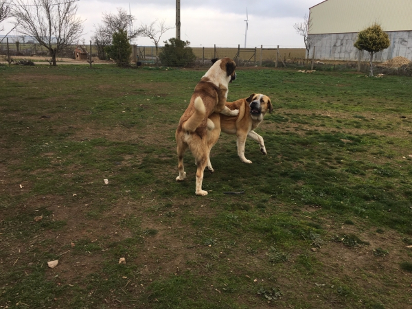 Dos hembras de 15 meses hijas de Apolo de Irelorma x Tina de Carrascoy
Keywords: carrascoy