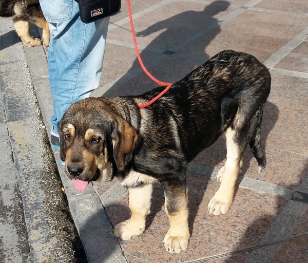 Lola de Parameras y Alcarrias 4 Meses
