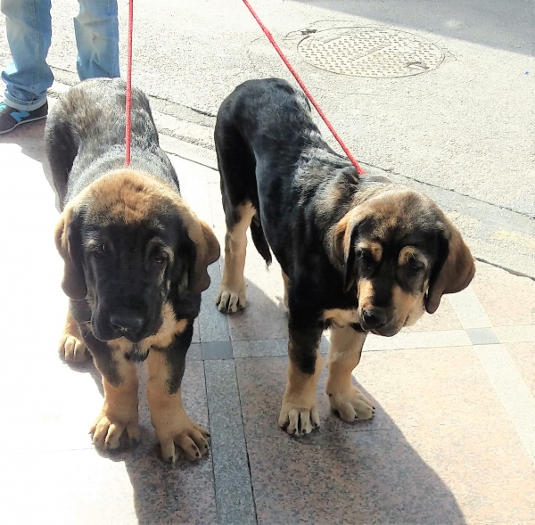 Lola Y Lolo de Parameras y Alcarrias 4 meses
