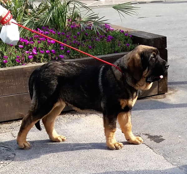 Lolo de Parameras y Alcarrias 4 meses
