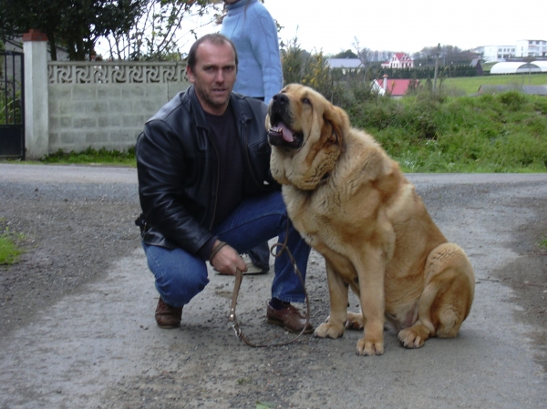 Mastin de Basillon
Keywords: basillon