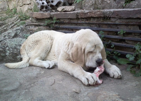 Akiles con 4 meses y medio
Akiles en el Puerto de Canencia
Keywords: canencia