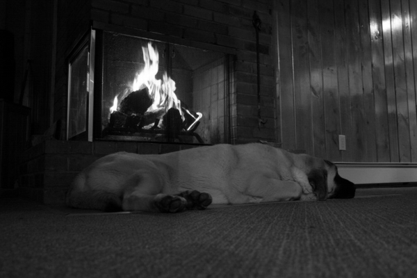 Gitana (Bandera de Campollano) in front of the fireplace
