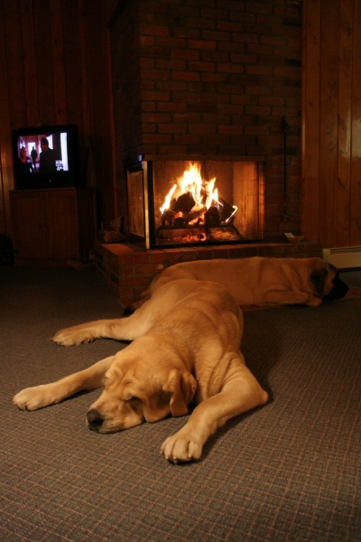 Puppies resting after a day walking in the mountains
Romulo de Campollano (Leon) and Bandera de Campollano (Gitana).

Keywords: moreno