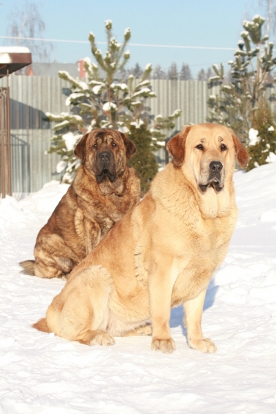 Banderas s Madridskogo Dvora 17 months (Neron de Filandon x Hessi Mastibe) and Anabel s Madridskogo Dvora (Neron de Filandon x Komtesa Sofie Tornado Erben)
Keywords: snow nieve banderas