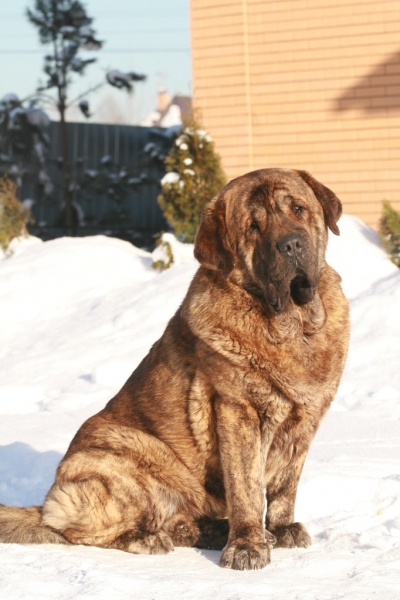 Banderas s Madridskogo Dvora 17 months (Neron de Filandon x Hessi Mastibe)
Keywords: snow nieve banderas