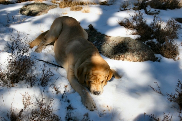 ahhhh Snow...
Leon (Romulo de Campollano) lounging
Keywords: moreno