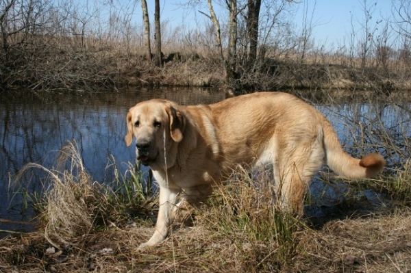 Komtesa Sofie Tornado Erben 8,5 months
Ch. Basil Mastifland x Ch. Deborah Tornado Erben
Born: 26.06.2006 
Keywords: cortedemadrid