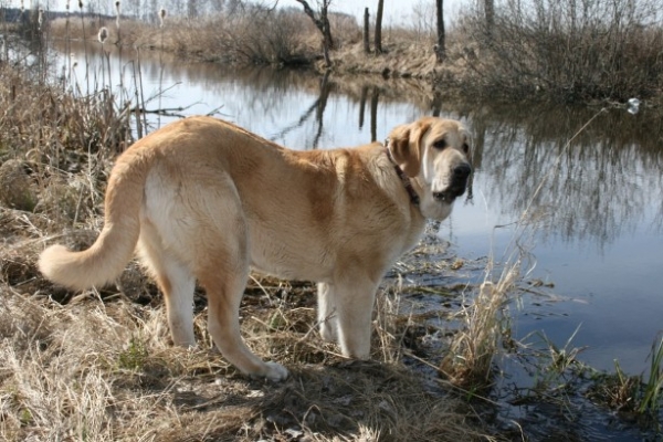 Komtesa Sofie Tornado Erben 8.5 months
Ch. Basil Mastifland x Ch. Deborah Tornado Erben
Born: 26.06.2006 
Keywords: cortedemadrid