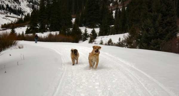 Gitana y Leon
Independence Pass New Years Day
Keywords: moreno