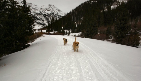 Gitana y Leon
Independence Pass New Years Day
Keywords: moreno