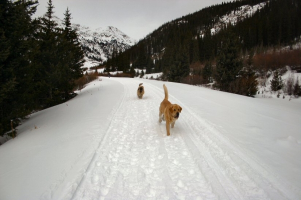 Gitana y Leon
Independence Pass New Years Day
Keywords: moreno