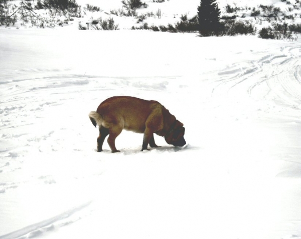 Gitana
Independence Pass New Years Day
Keywords: moreno