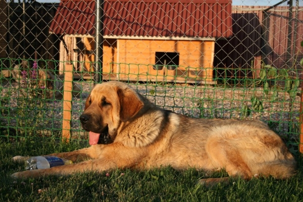 Neron de Filandon near 11 months
(Dumbo de Reciecho x Troya de Buxionte)
Born: 16.07.2006 
Keywords: El Corte de Madrid