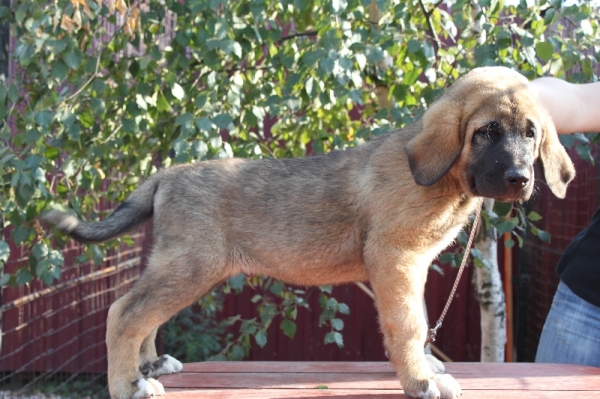 Ernesto s Madridskogo Dvora 2 month 1week
Neron de Filandon x Zhuzha Sinko Zemplina
Keywords: puppyrussia cortedemadrid