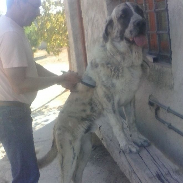 Bosco de Carrascoy con 9 meses
(Apolo de Irelorma x Tina de Carrascoy)
Keywords: carrascoy