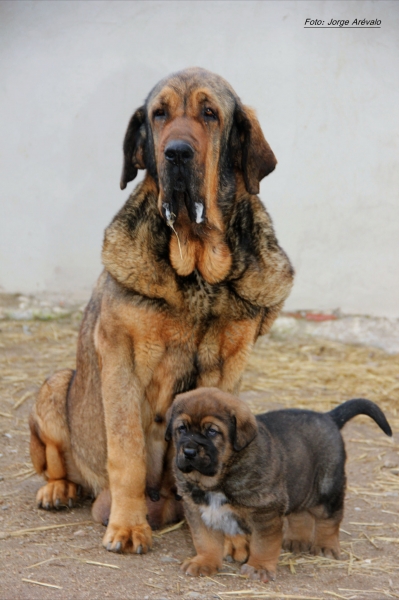 TRIANA CON SU CACHORRO
