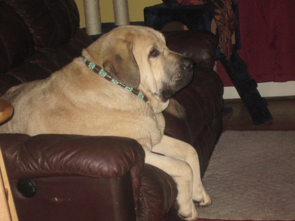 Tatyana relaxing before we head out to training class  January 17, 2013
Keywords: Brando, De Niro , Tatyana, Pacino