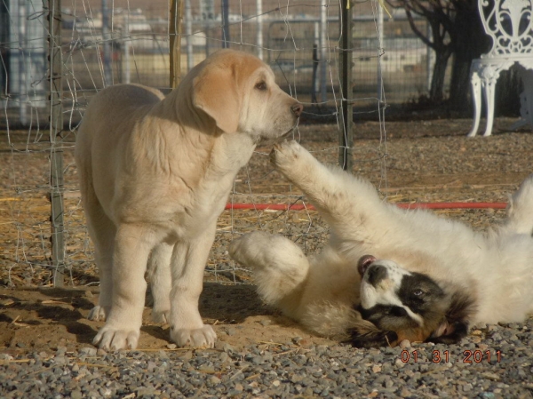 Ibra Lu'dareva from Poland
Ibra playing with Pyrenean Mastiff Sally
Keywords: pet cincodeseosranch