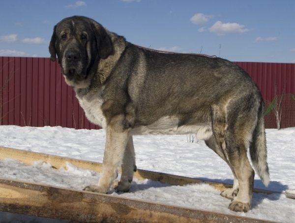 Iglesias Tornado Erben 
(Baskervil Mastibe x Tecla de Valdejera) 
Born: 01.02.2006 
Keywords: cortedemadrid