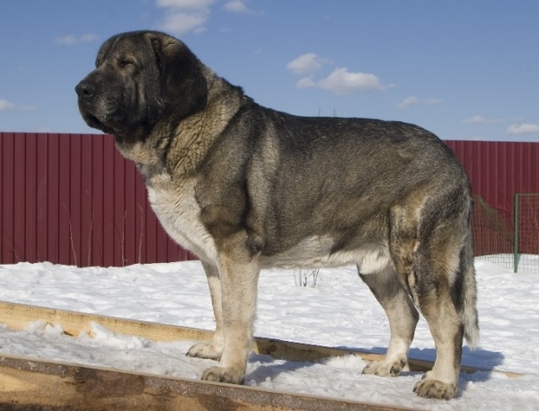 Iglesias Tornado Erben 
(Baskervil Mastibe x Tecla de Valdejera) 
Born: 01.02.2006 
Keywords: cortedemadrid