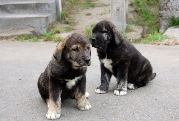 Puppy female from 'Abarrio' - born 25.05.11
Tigre de Ablanera X Braña de Ablanera

Keywords: abarrio