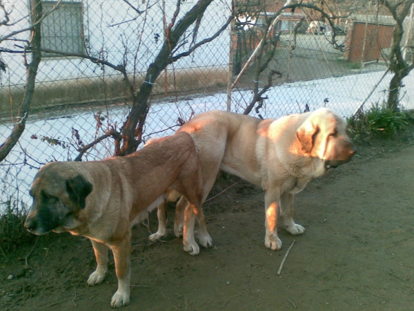 Tarquin de Galisancho montando a Pastora - 6-enero-2009
Pollero x Braña de Galisancho
Born: 05.12.2005

Keywords: alneyo