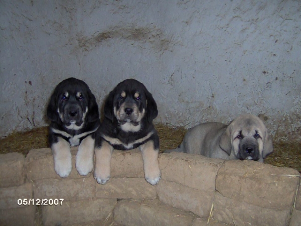 Cachorros de Trobajuelo - En su casita - born 13.10.07
Cantero de los Zumbos X Tormenta de Reciecho  
13.10.2007

Keywords: puppyspain puppy cachorro