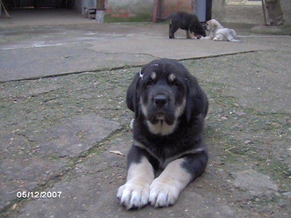 Mora de Trobajuelo - 50 días - born 13.10.07
Cantero de los Zumbos X Tormenta de Reciecho  
13.10.2007

Keywords: puppyspain puppy cachorro